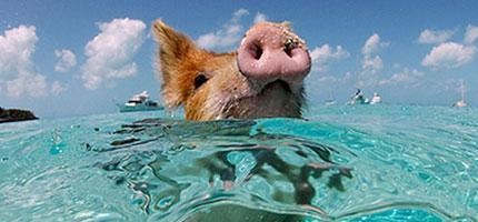 巴哈馬豬島