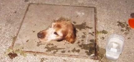 狗狗被卡在水溝蓋裡