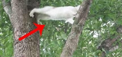 小貓咪困在樹上，貓媽媽用最幫的方式救他_FT