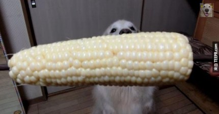 黃金獵犬吃玉米