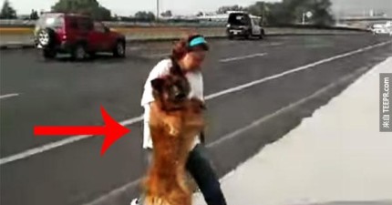 墨西哥女子拯救馬路傷的狗