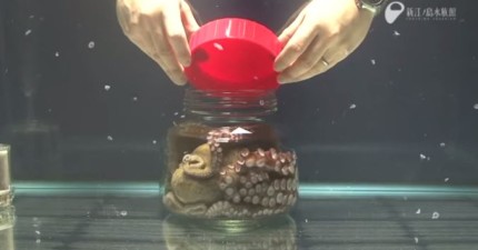 章魚在罐子裡