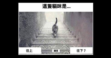 貓咪往上往下