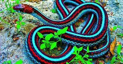 彩色蛇