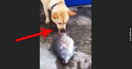 搶救魚的狗
