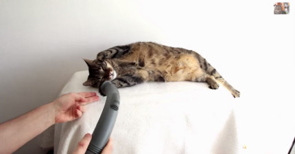 可愛貓咪超愛吸塵器
