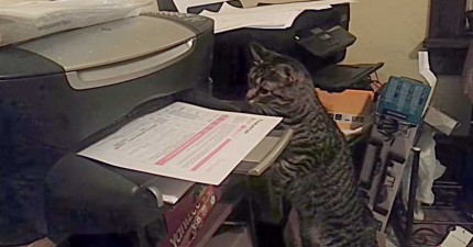 貓咪超恨影印機