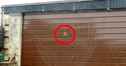 超大型蜘蛛網