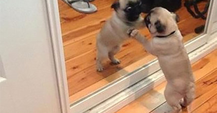 狗狗鏡子裡發現到自己是狗