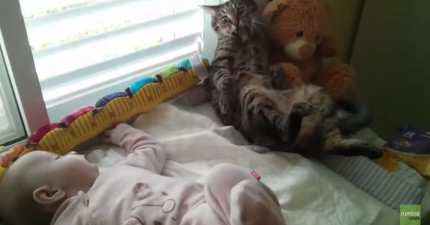 貓咪被寶寶嚇到