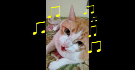 貓咪唱兒歌