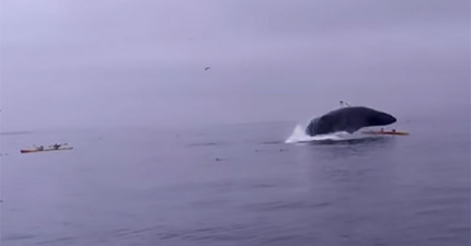 鯨魚壓人